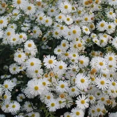 Болтония СНОУБЭНК  Болтония СНОУБЭНК в Чебоксарах
