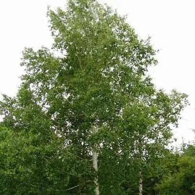 Береза бородавчатая в Чебоксарах