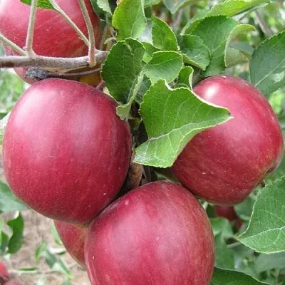 Яблоня МОСКОВСКОЕ ОЖЕРЕЛЬЕ колонновидная  Яблони Московское Ожерелье колонновидная в Чебоксарах