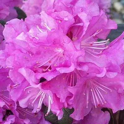 Рододендрон П.Ж.М. ЭЛИТ  Рододендрон П.Ж.М. ЭЛИТ в Чебоксарах