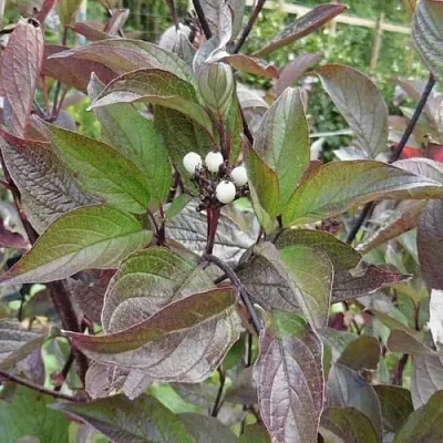 Дерен КЕССЕЛЬРИНГИ  Дерен КЕССЕЛЬРИНГИ в Чебоксарах