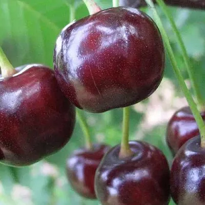 Дюк ФАКЕЛ  Дюк ФАКЕЛ в Чебоксарах