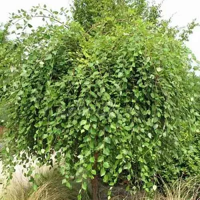 Береза САММЕР КАСКАД черная  Береза САММЕР КАСКАД черная в Чебоксарах