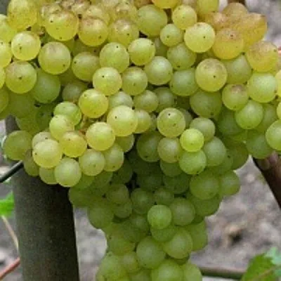 Виноград КИШМИШ 342  Виноград КИШМИШ 342 в Чебоксарах