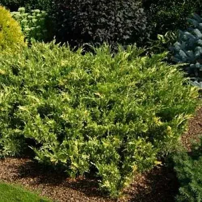 Можжевельник ВАРИЕГАТА казацкий  Можжевельник ВАРИЕГАТА казацкий в Чебоксарах