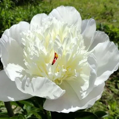 Пион ИММАКУЛИ травянистый в Чебоксарах