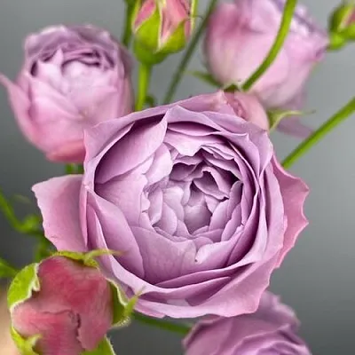 Саженцы роз ЛАВЕНДЕР БАБЛС спрей  Саженцы роз ЛАВЕНДЕР БАБЛС спрей в Чебоксарах