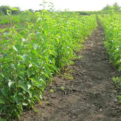 Подвой черешни ДИКАЯ ЧЕРЕШНЯ  Подвой черешни ДИКАЯ ЧЕРЕШНЯ в Чебоксарах