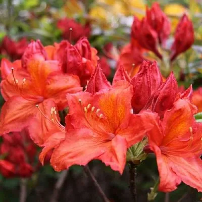 Азалия ЛИЛИНШТЕЙН японская  Азалия ЛИЛИНШТЕЙН японская в Чебоксарах