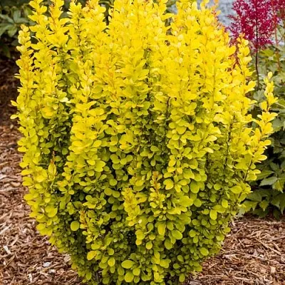 Барбарис ГОЛДЕН ТОРЧ тунберга в Чебоксарах