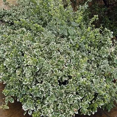 Бересклет ЭМЕРАЛЬД ГАИТИ форчуна  Бересклет ЭМЕРАЛЬД ГАИТИ форчуна в Чебоксарах