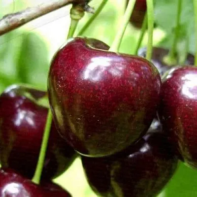 Черешня РОССОШАНСКАЯ КРУПНАЯ  Черешня РОССОШАНСКАЯ КРУПНАЯ в Чебоксарах