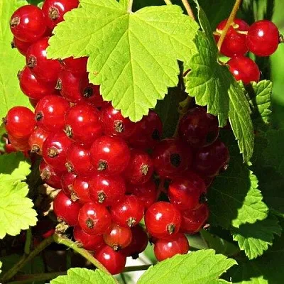 Смородина красная ГАЗЕЛЬ  Смородина красная ГАЗЕЛЬ в Чебоксарах