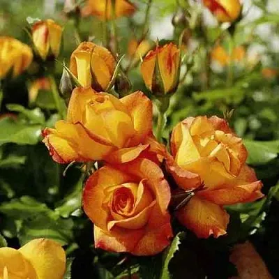 Саженцы роз САХАРА плетистая  Саженцы роз САХАРА плетистая в Чебоксарах