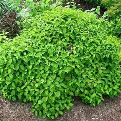 Дерен КЕЛСЕИ шелковистый   Дерен КЕЛСЕИ шелковистый  в Чебоксарах