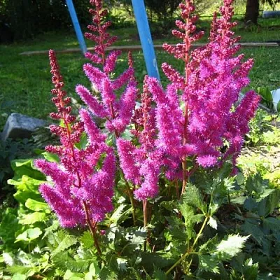 Астильба ЭЛИЗАБЕТ ВАН ВИН японская  Астильба ЭЛИЗАБЕТ ВАН ВИН японская в Чебоксарах