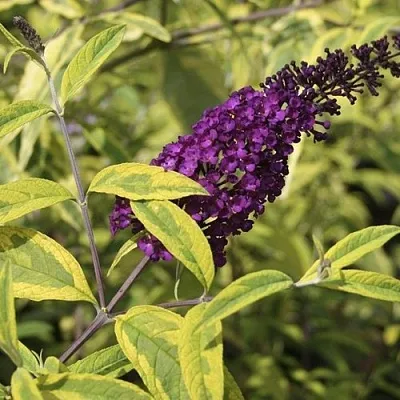 Буддлея давида САНТАНА   Буддлея давида САНТАНА  в Чебоксарах