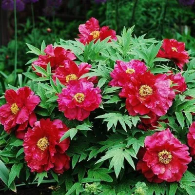 Пион КРАСНЫЙ ЛОТОС древовидный в Чебоксарах