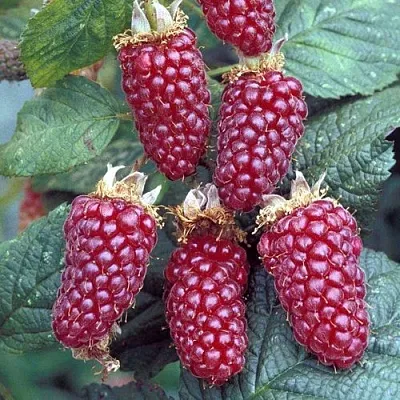 Ежемалина ТАЙБЕРРИ  Ежемалина ТАЙБЕРРИ в Чебоксарах