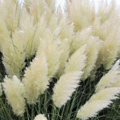 Кортадерия белая (пампасная трава) в Чебоксарах