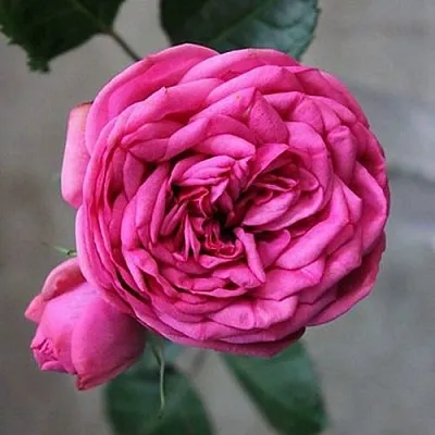 Саженцы роз ПИНК ПИАНО чайно-гибридная  Саженцы роз ПИНК ПИАНО чайно-гибридная в Чебоксарах