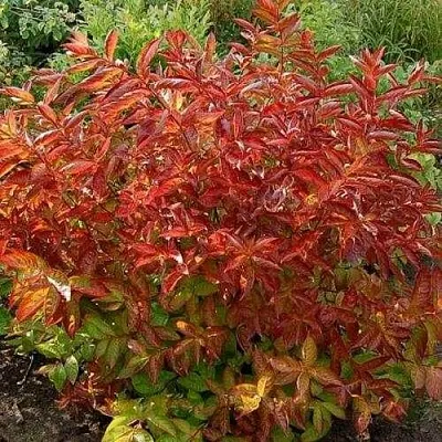 Вейгела ОГНЕННЫЕ КРЫЛЬЯ  Вейгела ОГНЕННЫЕ КРЫЛЬЯ в Чебоксарах