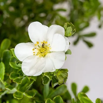 Лапчатка СНОУБЕРД кустарниковая  Лапчатка СНОУБЕРД кустарниковая в Чебоксарах