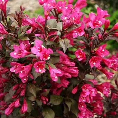 Вейгела БЛЭК РУБИ  Вейгела БЛЭК РУБИ в Чебоксарах