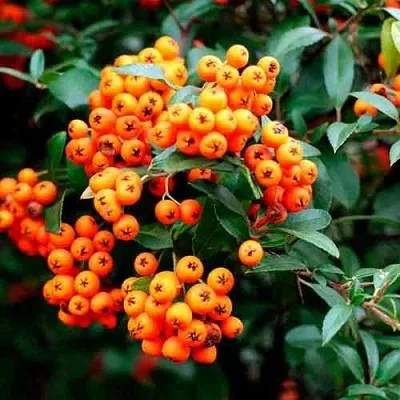 Пираканта ОРАНЖ ГЛОУ  Пираканта ОРАНЖ ГЛОУ в Чебоксарах