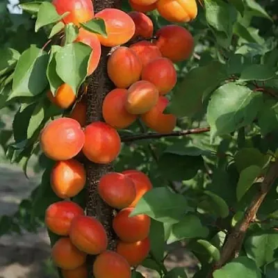 Абрикос ЗВЕЗДНЫЙ колонновидный  Абрикос ЗВЕЗДНЫЙ колонновидный в Чебоксарах