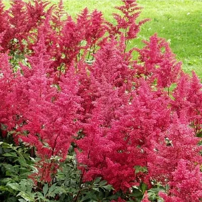 Астильба СКАЙСКРЕЙПЕР китайская  Астильба СКАЙСКРЕЙПЕР китайская в Чебоксарах