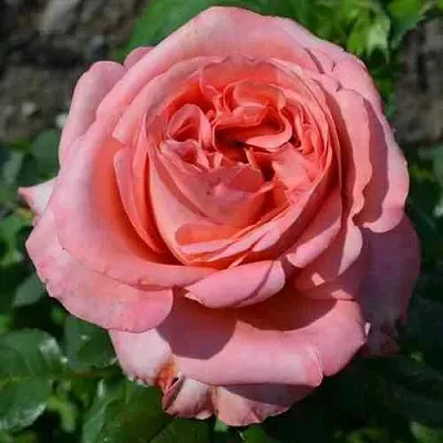 Саженцы роз ЛОНДОН АЙ чайно-гибридная  Саженцы роз ЛОНДОН АЙ чайно-гибридная в Чебоксарах