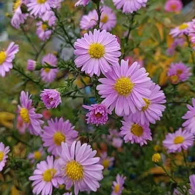 Астра СТРОУБЕРРИ ЭНД КРИМ новобельгийская  Астра СТРОУБЕРРИ ЭНД КРИМ новобельгийская в Чебоксарах