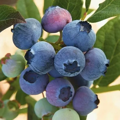 Голубика ОСОРНО  Голубика ОСОРНО в Чебоксарах