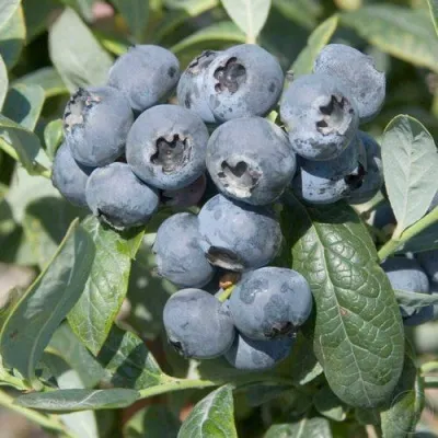 Голубика БРИГИТТА — описание сорта Голубика БРИГИТТА в Чебоксарах