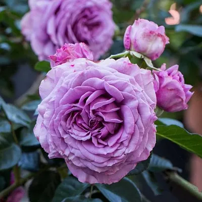 Саженцы роз СИЛЬВЕР КВИК плетистая в Чебоксарах