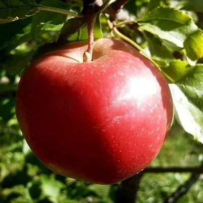 Яблоня НАСТЕНЬКА  Яблоня НАСТЕНЬКА в Чебоксарах