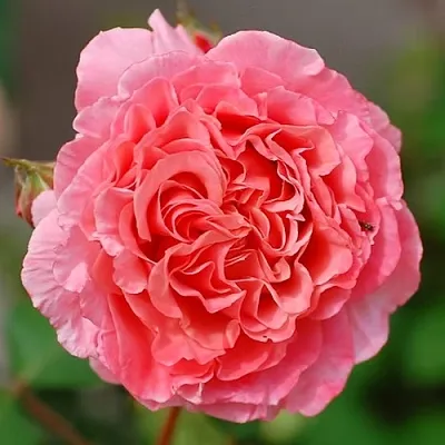 Саженцы роз ЛОРАН КАБРОЛЬ шраб  Саженцы роз ЛОРАН КАБРОЛЬ шраб в Чебоксарах