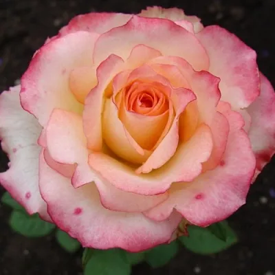 Саженцы роз ДУЭТ чайно-гибридная  Саженцы роз ДУЭТ чайно-гибридная в Чебоксарах