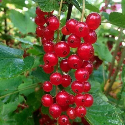 Смородина красная КОНСТАНТИНОВСКАЯ  Смородина красная КОНСТАНТИНОВСКАЯ в Чебоксарах