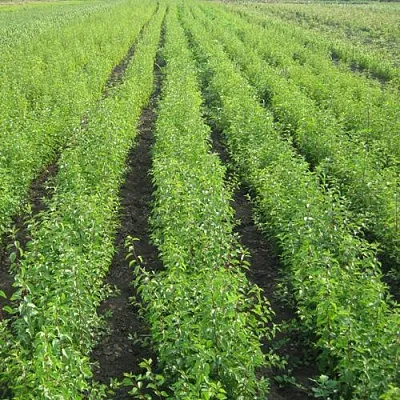 Подвой сливы ДИКАЯ АЛЫЧА  Подвой сливы ДИКАЯ АЛЫЧА в Чебоксарах