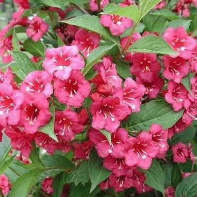 Вейгела БРИСТОЛЬ РУБИ  Вейгела БРИСТОЛЬ РУБИ в Чебоксарах