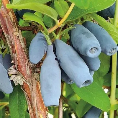 Жимолость съедобная ВОСТОРГ  Жимолость съедобная ВОСТОРГ в Чебоксарах