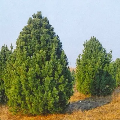 Сосна черная ПИРАМИДАЛИС в Чебоксарах