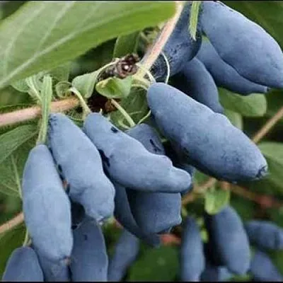 Жимолость съедобная СИНИЙ ШАРИК  Жимолость съедобная СИНИЙ ШАРИК в Чебоксарах