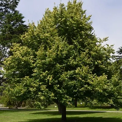 Липа сердцевидная  Липа сердцевидная в Чебоксарах