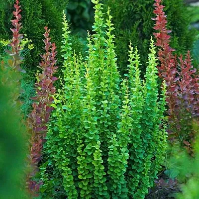 Барбарис ЭРЕКТА тунберга в Чебоксарах