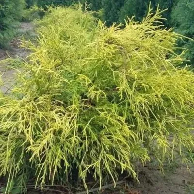 Кипарисовик ФИЛИФЕРА АУРЕА горохоплодный в Чебоксарах