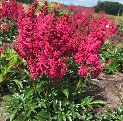 Астильба ЛАКИ ДЕЙ Арендса  Астильба ЛАКИ ДЕЙ Арендса в Чебоксарах