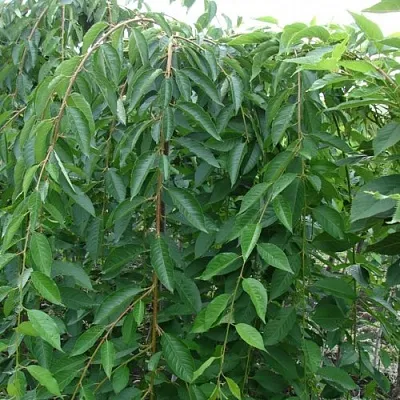 Черешня ПЕНДУЛА декоративная  Черешня ПЕНДУЛА декоративная в Чебоксарах